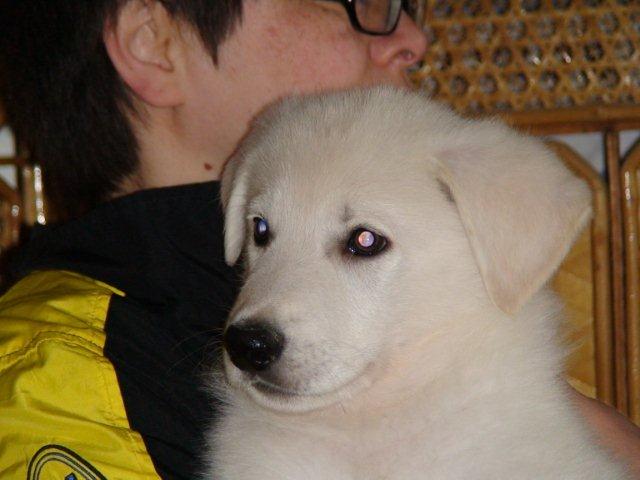 falcor_1