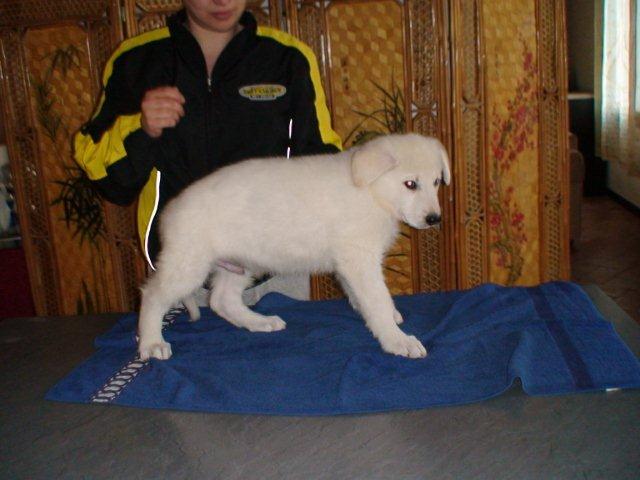 falcor_2