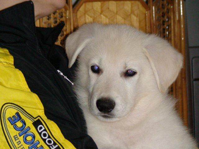 Falcor_3